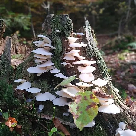 Holiday home Bialy Kolo Zywca *