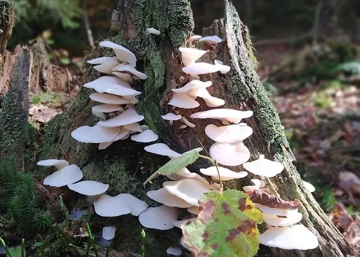 Vakantiehuis Bialy Kolo Zywca *